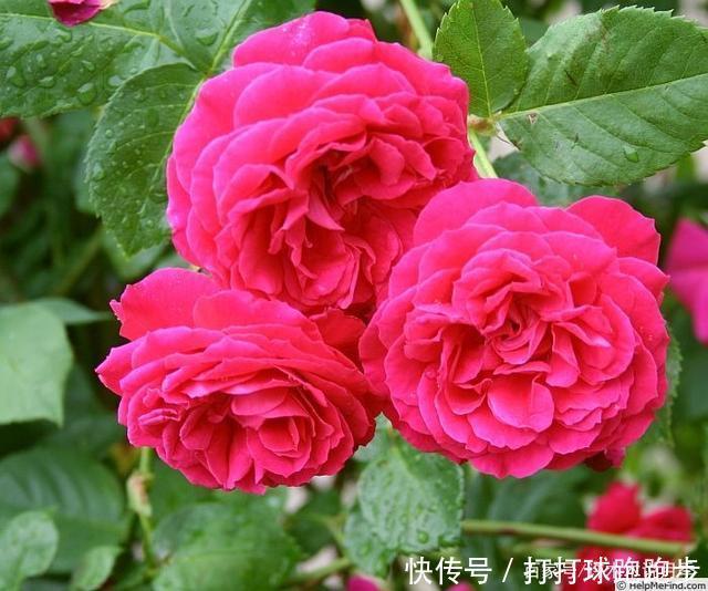 25个拥有中国血统的波旁月季。花朵超大个个丰花,还能爬藤做花墙