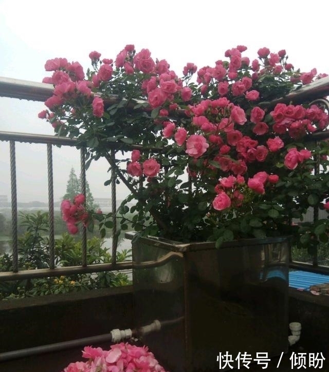 老爸从不给月季浇水,月季照样开爆盆,还非常美丽