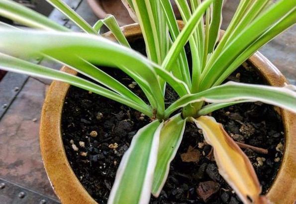 植物烂根，全赖花盆底部透水差4种东西随便放个就能轻松搞定