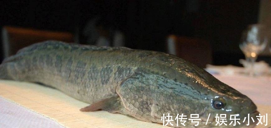 西红柿|10种常见食物的保存保鲜：活鱼离水也能活3小时