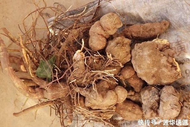 男人到了50岁,用4样中药煮水喝,固元气,肾气充沛