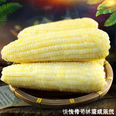 玉米|一样是玉米，“黄色”和“白色”哪个更营养知道以后别再乱买了