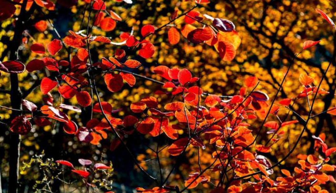 杨万里的这首七绝《红叶》,有着淡淡的忧伤,通篇写得很有韵味!