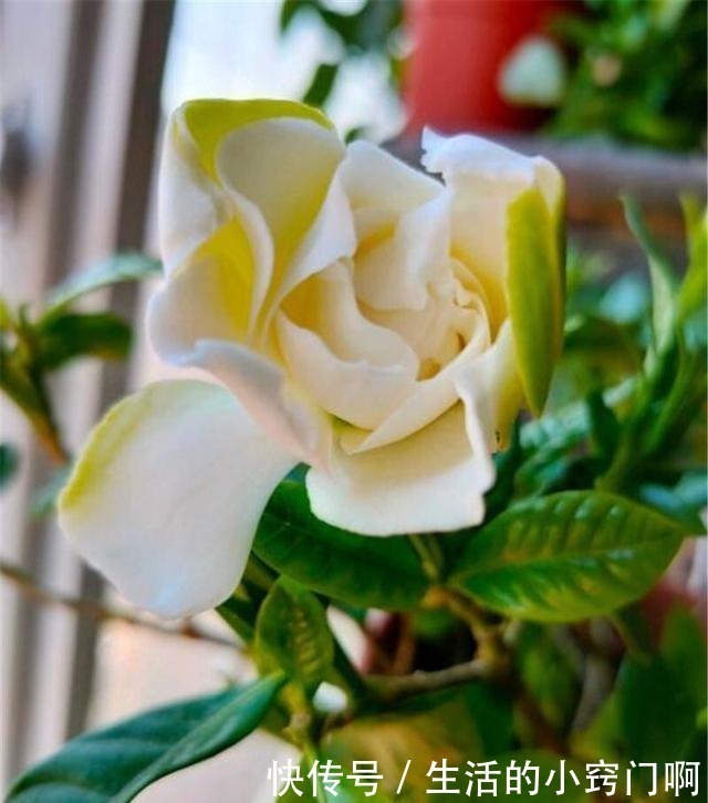 满枝|用3招“爆花术”叫醒栀子花,变身疯狂开花机器,花儿挂满枝!