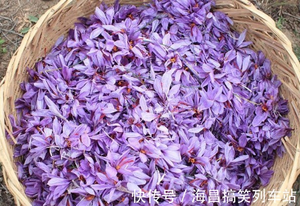 被誉为“最金贵的花”,市价4万一斤供不应求,值不值得种植呢?