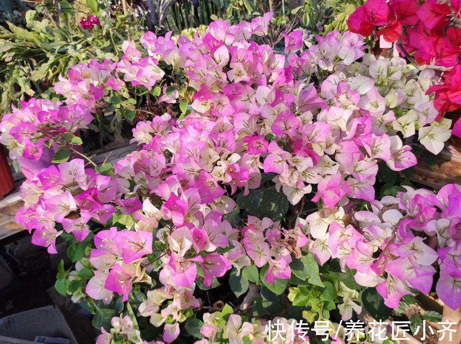 透气性|三角梅开花少甚至不开花？做好六个“保证”试试，想不开花都难