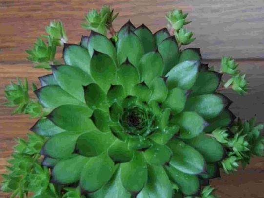 想养多肉但怕养不好？那就选择“它们”，不仅可爱极了，还超好养