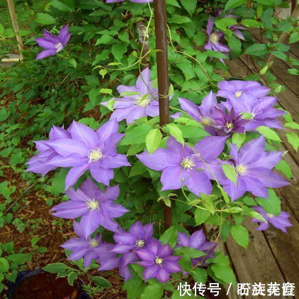 花卉|寓意“紫气东来”的5种花，养在家里“年年”都能开，太赞了