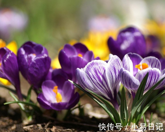 雨后春笋|春节之后好运如雨后春笋的3生肖，春风得意，锦鲤翻身，收获丰厚