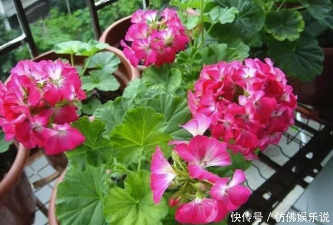 替代|花盆里插铁钉有用吗?能不能替代硫酸亚铁?