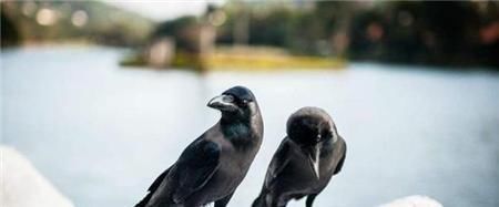 世界最大的家族墓地,坟冢超十万座,两千年来却乌鸦不栖蛇类远避