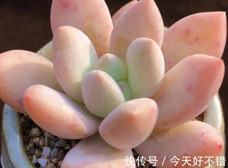 多肉养着养着就死的5个原因,看看你中招了没有