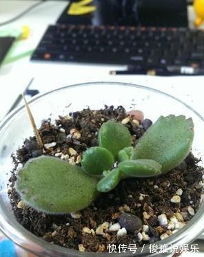 熊童子扦插很“另类”,取1枝变10盆,立马变成熊森林