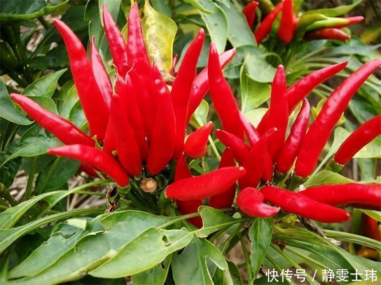 食物|女性不要太節(jié)儉,多吃3種食物,養(yǎng)顏美膚抗衰老,養(yǎng)出好氣色