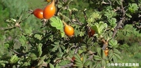 野果|長滿刺的紅色野果,很多人視而不見,殊不知已賣到50元一斤