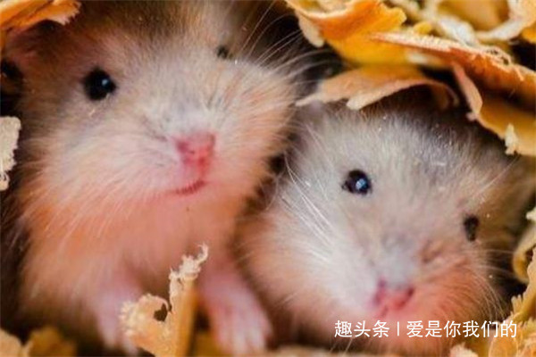 十一月生|生肖鼠的婚姻配对出生在不同月份的属鼠人，配对大有讲究！