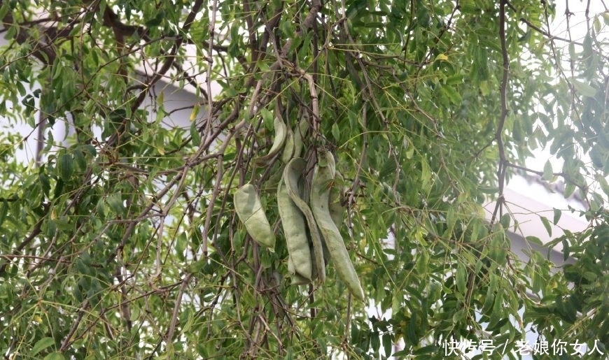 树干|五百年皂荚树,树干长出图案,密密麻麻如“天书”