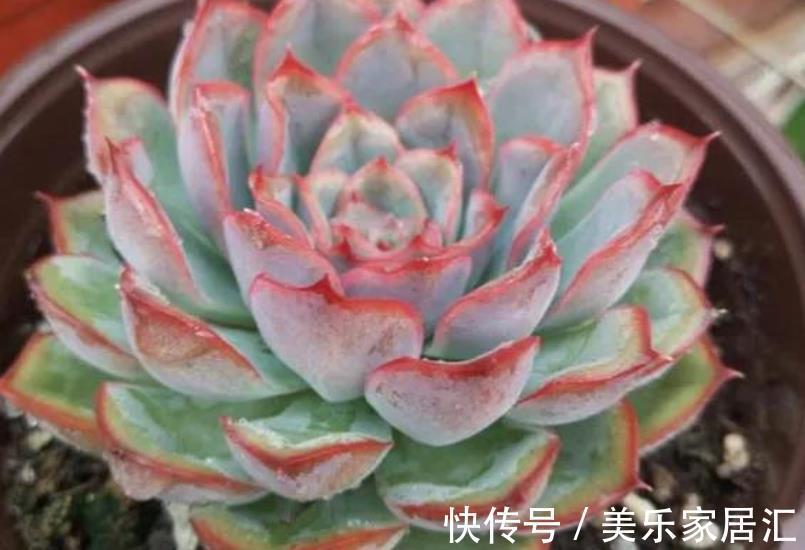 新手养盆多肉猎户座,皮实好养不徒长,叶片肥厚爱爆崽,美极了