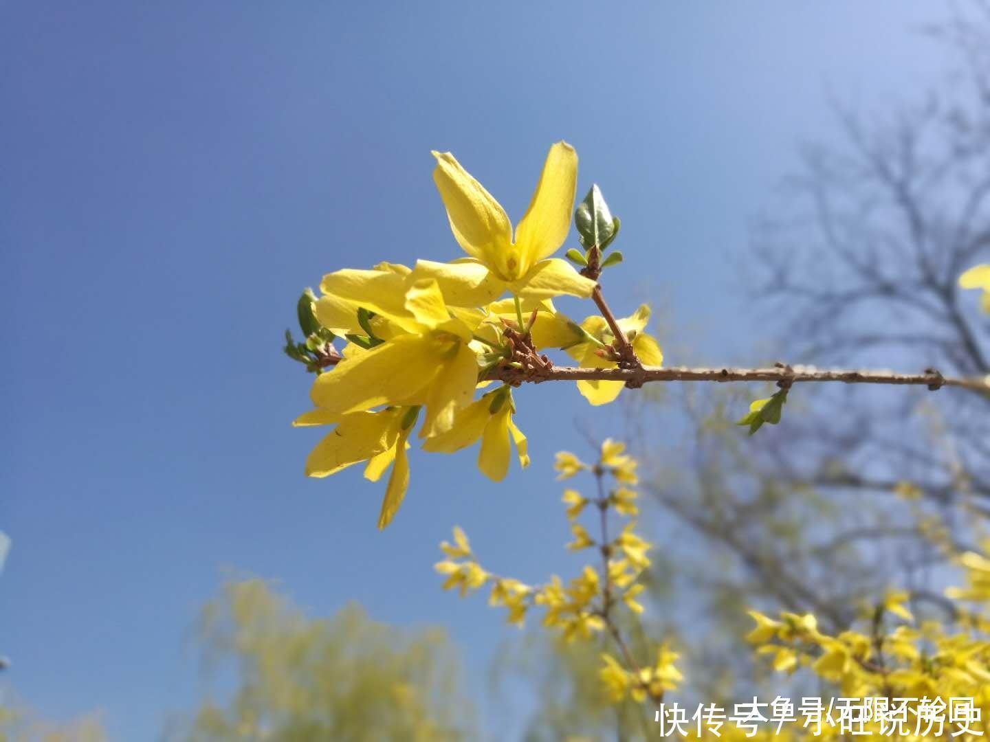  最好的一首迎春花古诗词，迎春使者之名实至名归