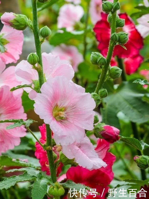 聪明人都养几种花,净化空气,不花1分钱,空气变清新