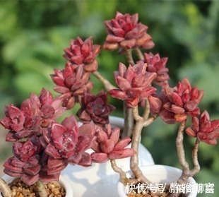 白菊|多肉达人给你推荐几款多肉,便宜好养容易出状态,适合新手!