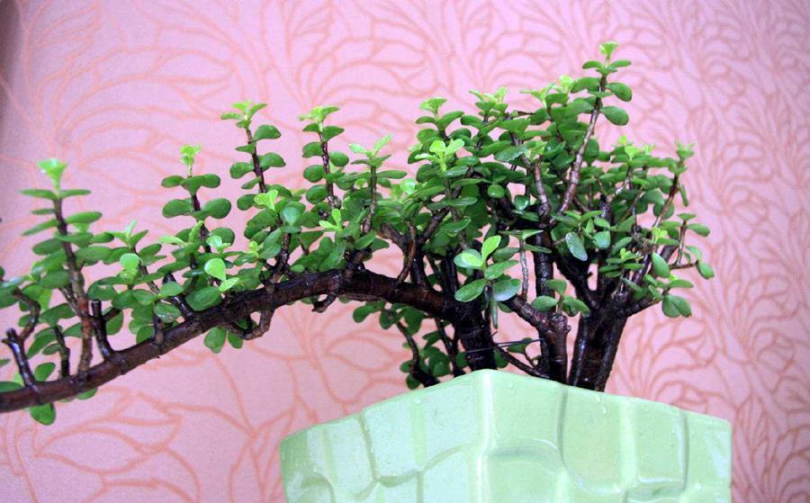 植株|马齿苋树的老桩养成之路,根据发生时间的不同,3种不同修剪方法