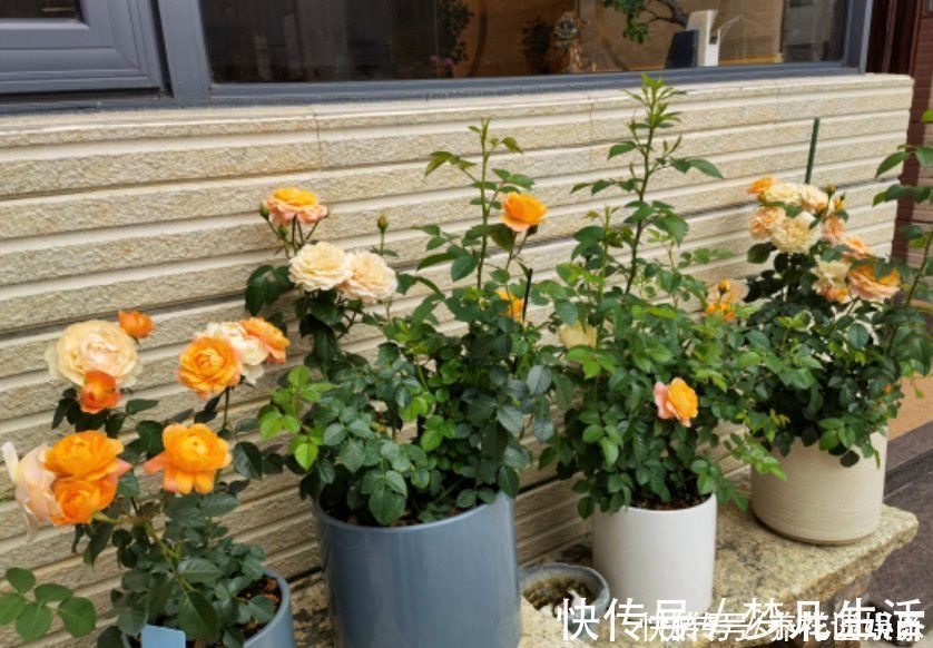 花苞|想让盆栽月季快速爆盆？趁着刚长芽，小苗只需做好3步就可以