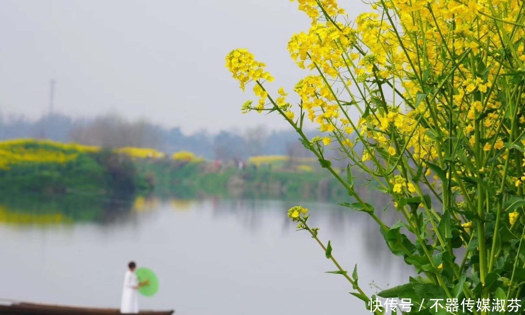 离成都不远，油菜花开满河两岸，千岛花海！