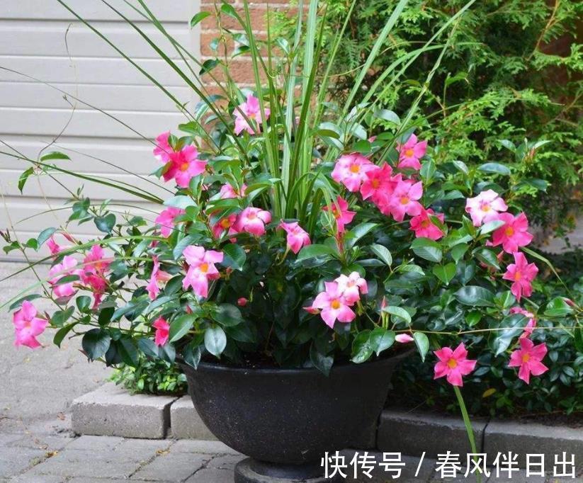 夏日|天越来越热，养花就选它，夏日不怕晒，突突开花，不能错过！