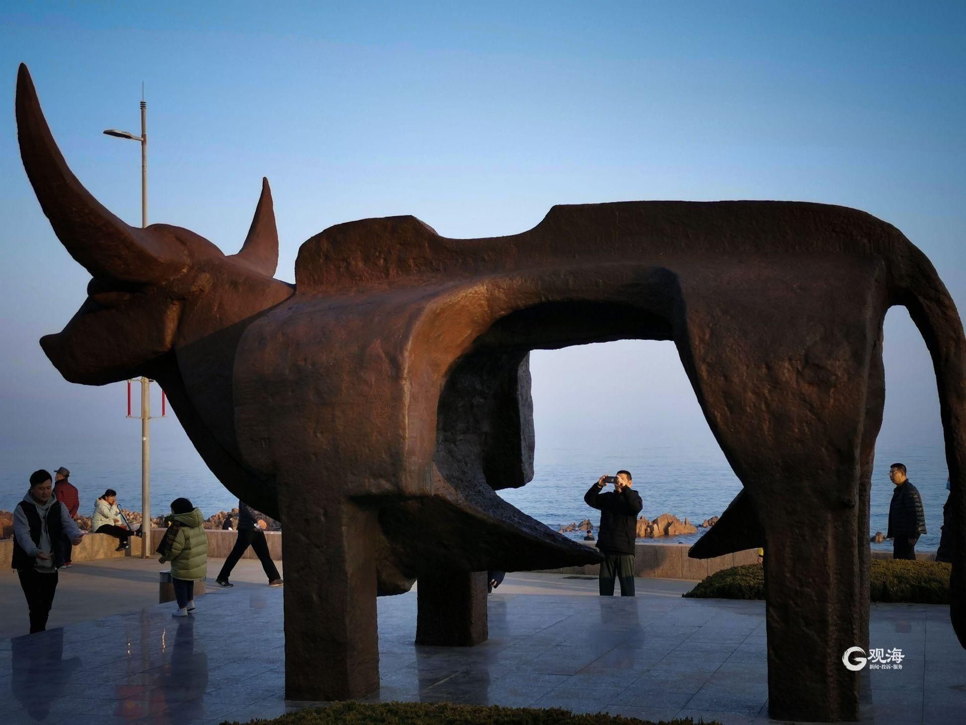 老年|牛年到 拍“牛照”！青岛雕塑园变拍照打卡地
