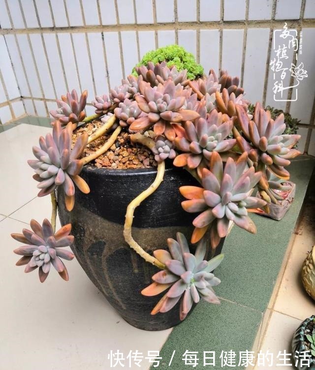 如何让多肉变美看看我是如何宠它们的!如何让多肉变美看看我是如何宠它们的!