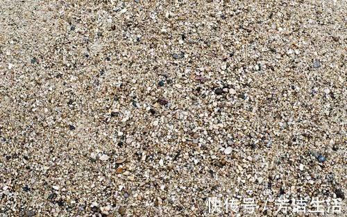 养分|盆景桩材养坯、上盆,基质里加河沙,不仅提高生存率,还促生长