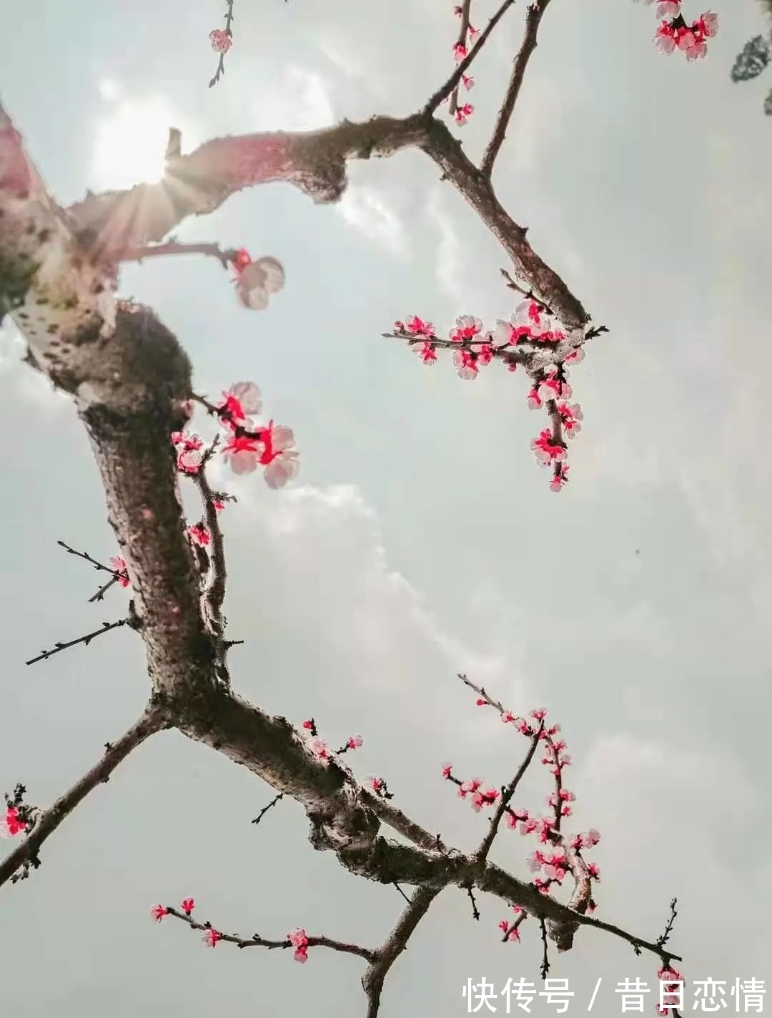 诗句|当年背到头秃的古诗,瞬间读懂了……