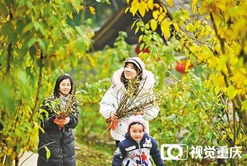 蜡梅幽香 游客纷至