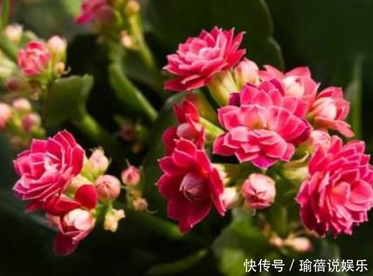 养长寿花时,避开2大“雷区”,植株越长越旺,花多叶茂轻松爆盆