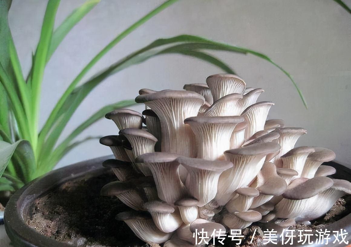 家里盆栽蘑菇,不花一分钱,隔3天收一次,连着吃一年