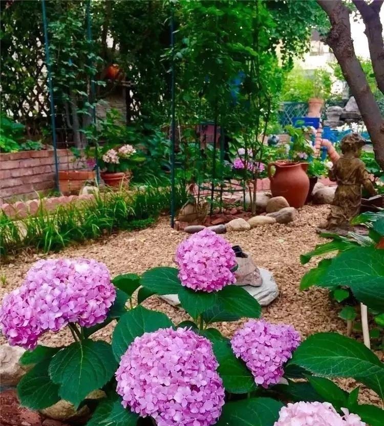 花园|7年前买了栋花园别墅,在600㎡的院子里,创造了一片“城市绿洲”