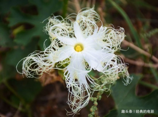 此花是黑夜盛开的幸运之花,黄昏开放白天闭合,奇特之处与众不同
