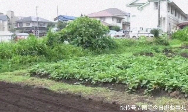  饮食习惯|原来日本小学午餐都这么吃，网友：难怪体质这么好了