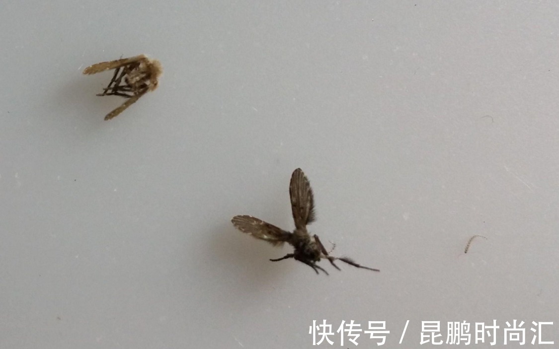 小苏打|卫生间潮湿,会有很多小飞虫,大家有什么妙招可以解决?