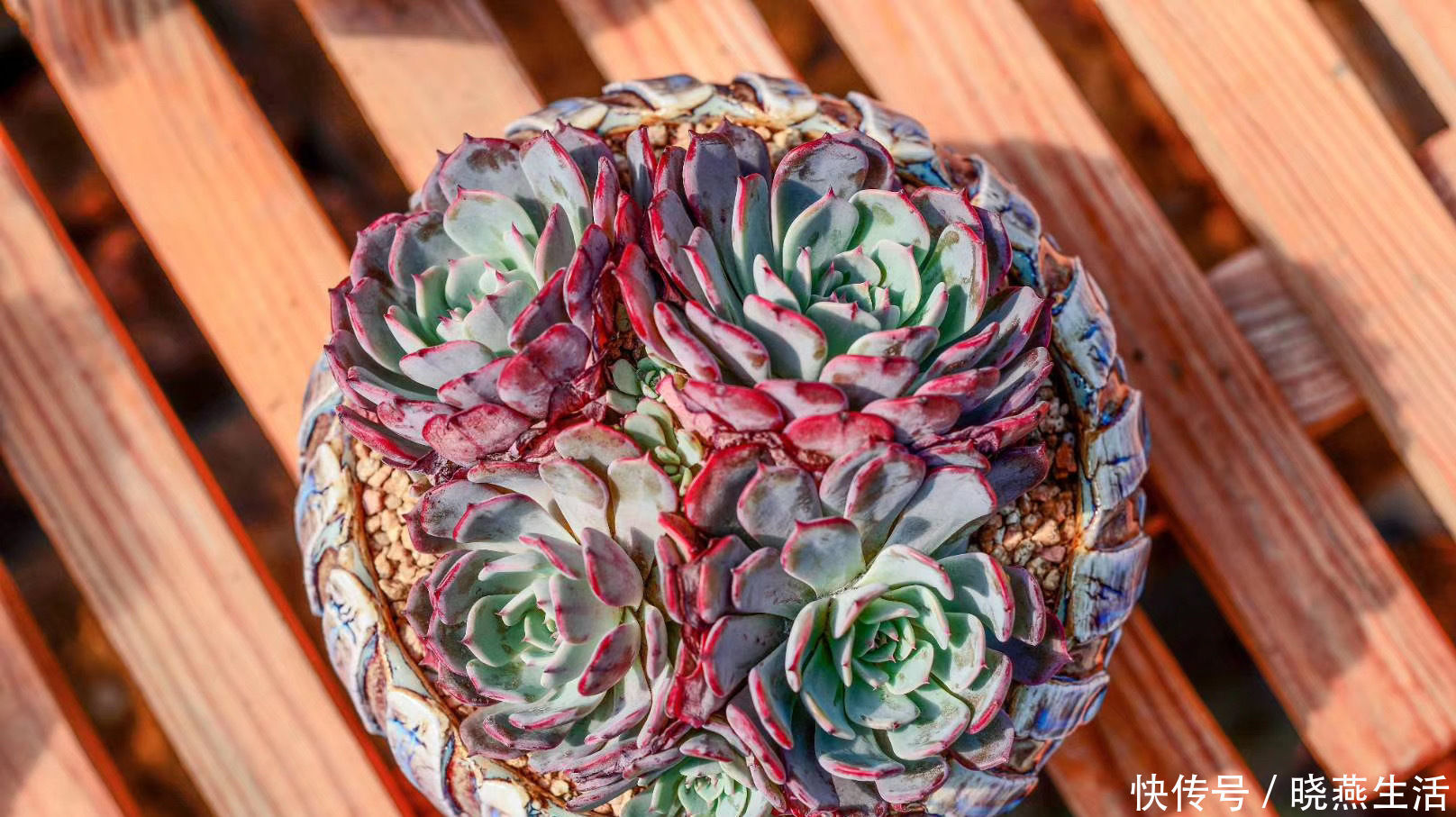 叶片|给多肉植物浇水那么简单,你为什么总是做不好