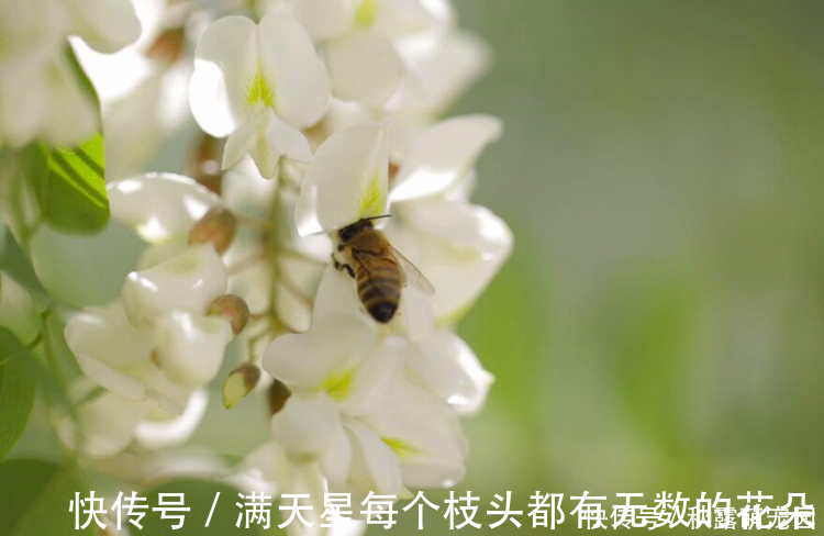 槐花|洋槐花是大家比较熟悉的能够食用的花，你知道它的功效与作用吗？