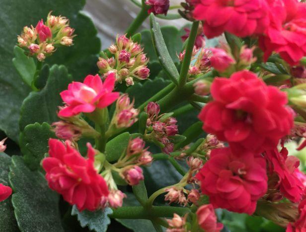 长寿的花苞迟迟不开用它喷两次,很快就能鼓起来!