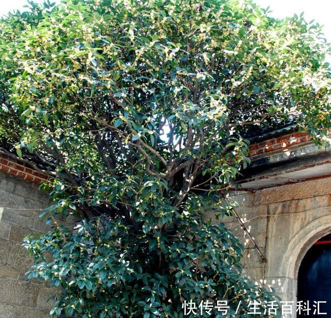 栽种|院子里有空地要种三种树,没空地挤挤也要种,寓意深远