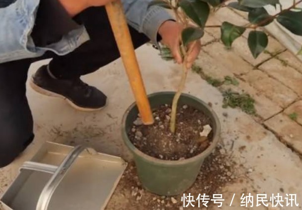 “山茶花”爱掉叶,快换掉盆土,再撒点“这玩意”,不久就能恢复
