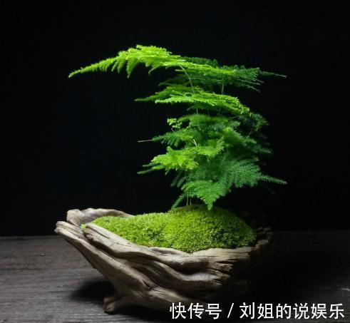 怎样能将文竹养的绿油油