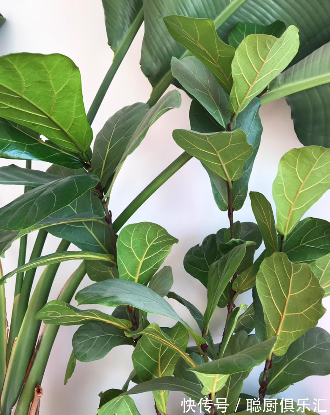 这棵守家树，摆客厅长2米高，霸气又镇宅