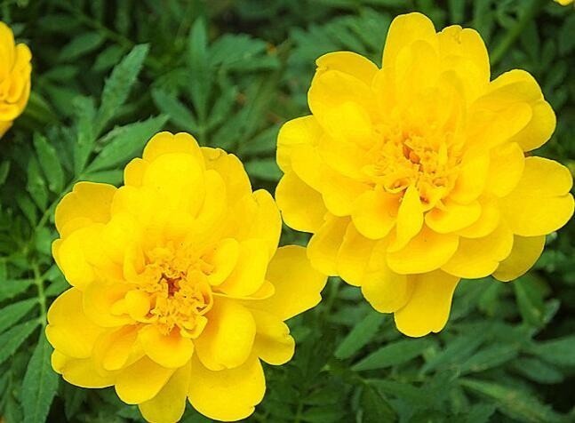 似喜欢菊花，不如养盆“珍品名菊”万寿菊，花似乖乖女，让人怜惜