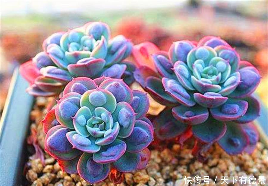 根系|多肉需要修剪哪些部分？修剪方法有什么区别？掌握4点，矮胖爆头