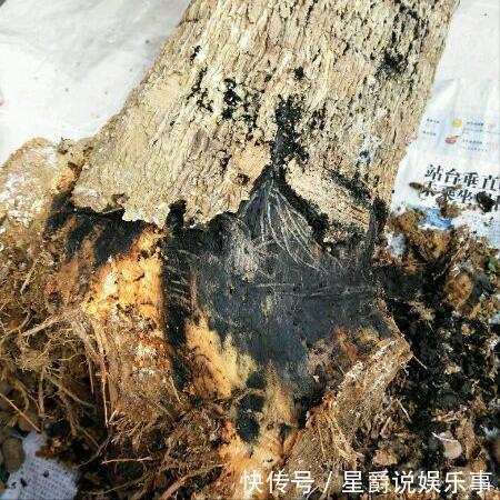 7种大盆栽,冬天正“虚弱”,赶紧断水,多浇一杯水,灌死一大片